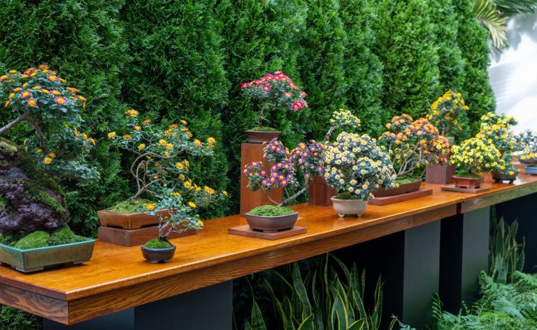A wood table with 12 Chyrsanthemum bonsai plants on top.