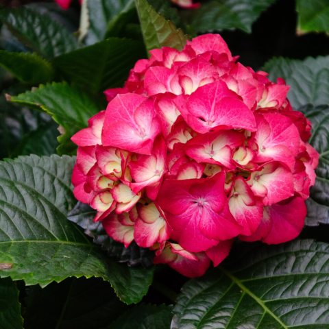 Deep pink florets with cream center in a rounded head on a low shrub