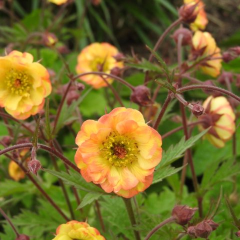 Small orange and yellow flowers growing on the ends of stems in a cup shape
