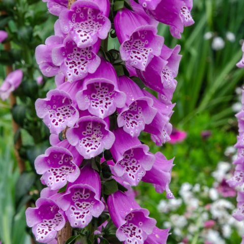 Tall stems covered in purple flutted flowers with spots on the inside