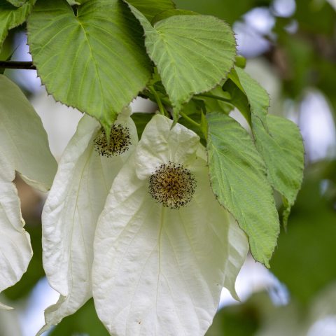 large white flower bract hanging below a branch on the dove-tree