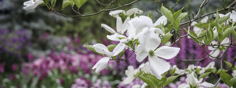 Closeup of branch of white dogwood in bloom, with hues of purple blossoms in the background.
