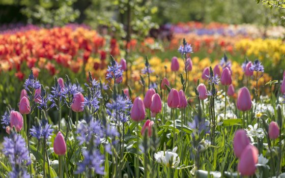 tulips and other spring bulbs in orange, purple, pink, white, and yellow dot the landscape