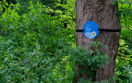 tree with signage for the discovery trail
