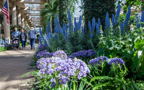 Guests stroll through a Conservatory filled with blooms, blue flowers in the foreground.
