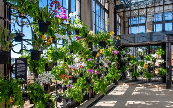 Sun shines through glass and a metal trellis filled with orchids and green plants