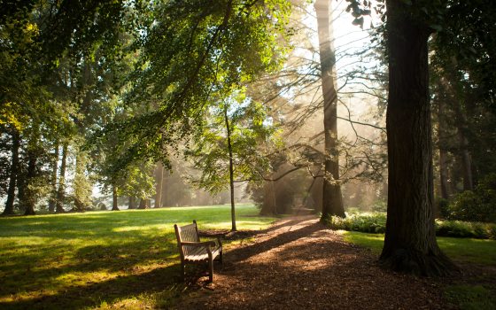 sun shines through a line of trees on to a wooden bench sitting on path made of wood chips