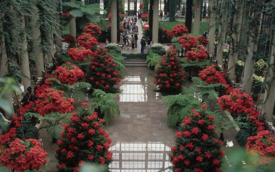 a pool of water with red trees and flowers 