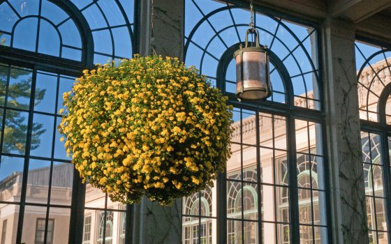 a ball of flowers hanging in a glass conservatory