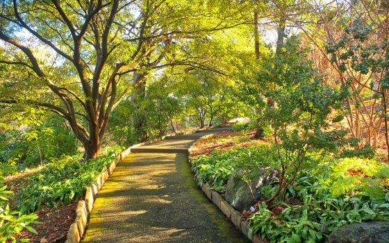 a walkway lined with green trees and shrubs
