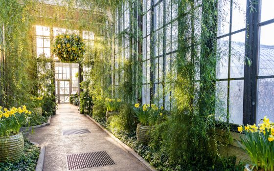 sun shines through glass windows into a long hallway with green plants, yellow flowers, and hanging baskets