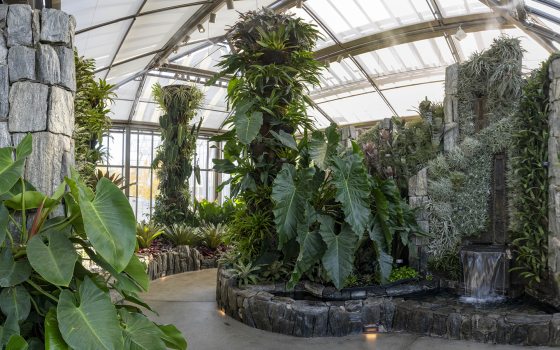 A winding path cuts through a glasshouse filled with bold tropical leaves, finely textured glaucous plants, and columns of stone and plantings.