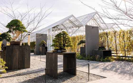 Stately bonsai trees are displayed outdoors atop dark brown wooden stands, with the pointed arches of a large glass conservatory in the background