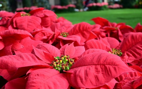 A bed of red poinsettias inside the Longwood Gardens conservatory.