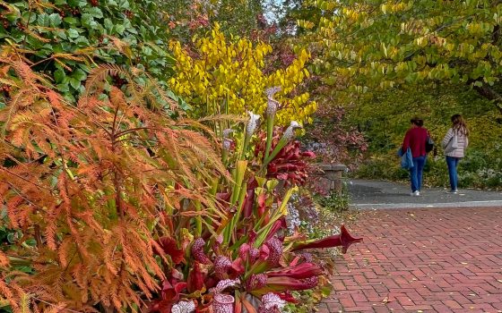 Two people stroll a garden path in autumn, amid colorful foliage and a large container of brightly colored plants beside a brick walk in the foreground.