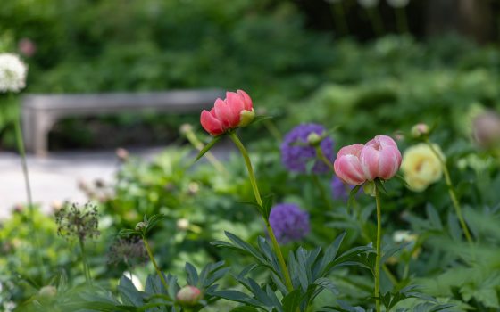 1906 at Longwood Gardens