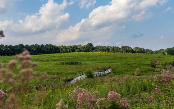 a curving bridge punctuates a large grassy meadow under a blue sky