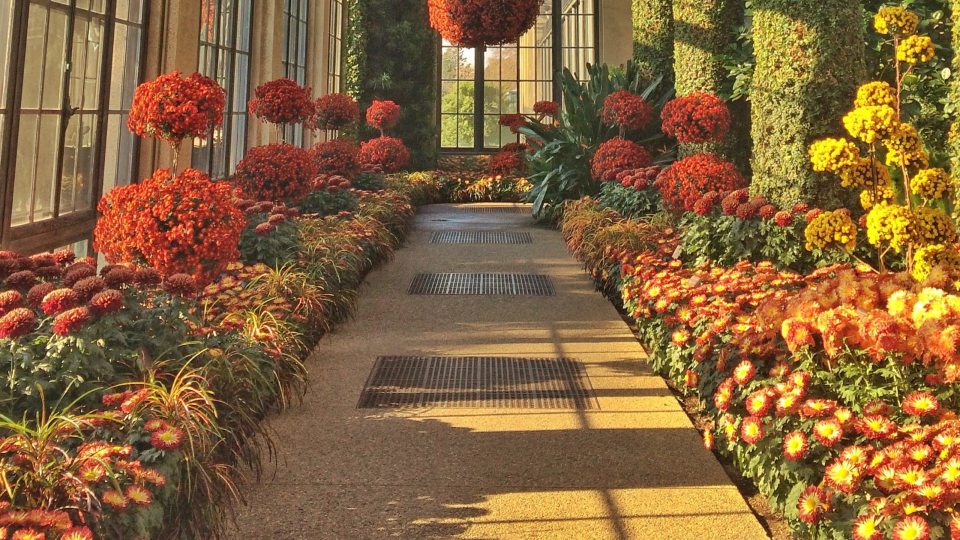 a walkway leads through garden beds full of orange, yellow, and red chrysanthemums toward a large red hanging basket and curved windows, all in a glass conservatory
