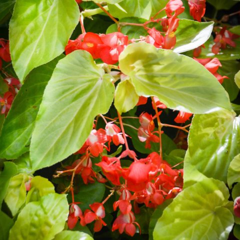 Plant with yellow-green winged shaped leaves and hanging red flowers.