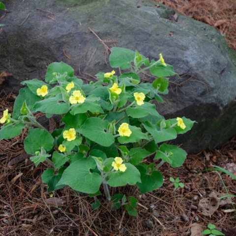 Tiny, yellow flowers with cupped petals and big, green leaves