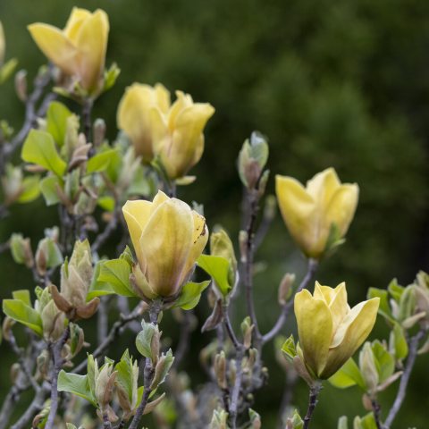 Large, yellow flowers opening up along stems