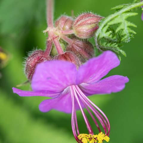 Small purple flower with rounded petals and a small yellow center.