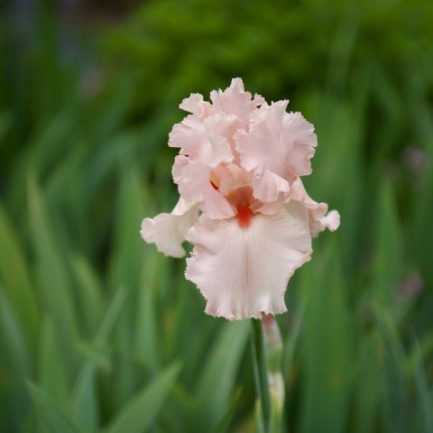 Light peach-colored flowers with frilled petals and a small, orange center