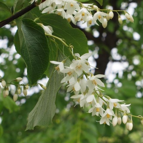 A small tree filled with green leaves and small white flower clusters