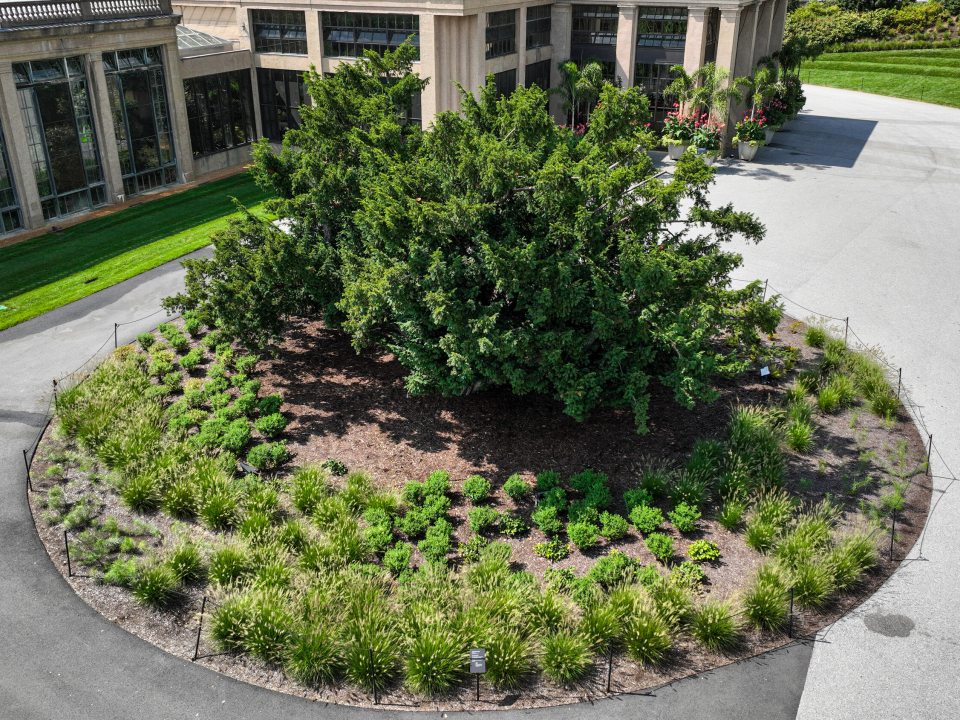 An aerial image of a circular garden with a large yew in the center, surrounded in smaller grassy plantings.