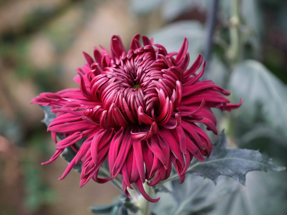 A close-up of a deep magenta, dark red, or burgundy 'spider' or 'fujin' type chrysanthemum flower with long, curling, and tubular petals.