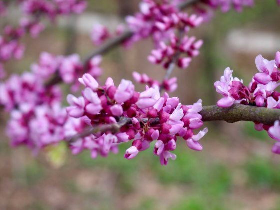 Longwood Cemetery - Photo 4