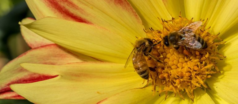 two bees on a bright yellow flower