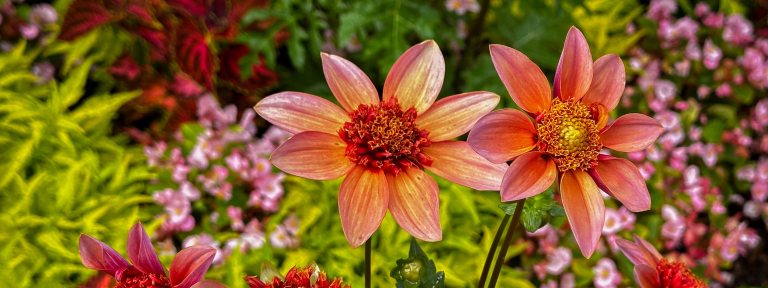 Closeup of 2 bright tangerine-colored dahlias, one with a red center, and one with a yellow center, against a blurred background of green foliage and pink and red flowers.