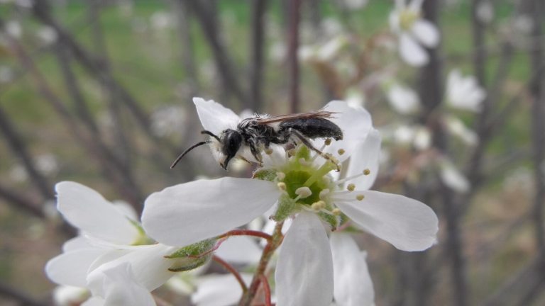 A mason bee sitting atop a white flower on a tree branch.