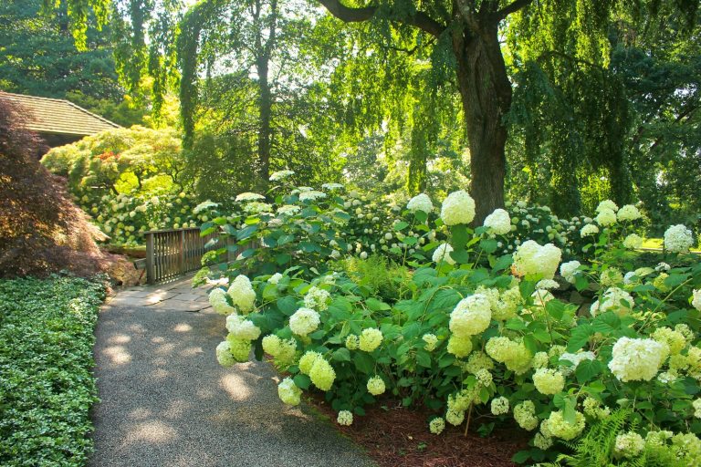 A peaceful pathway through a garden with blooming white hydrangeas along the pathway.