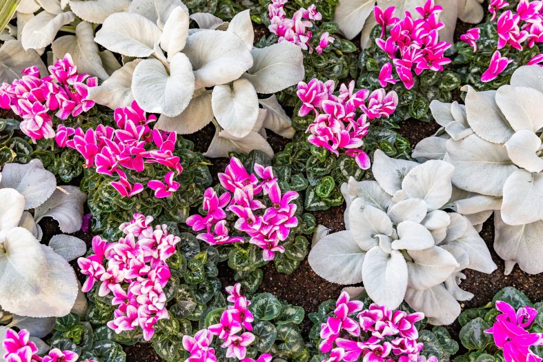 Close-up of a garden bed filled with white and bright pink plants