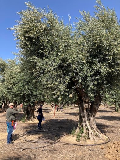 person looking at an olive tree