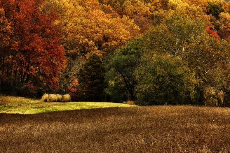 A rolling fall landscape with trees in golds and reds.