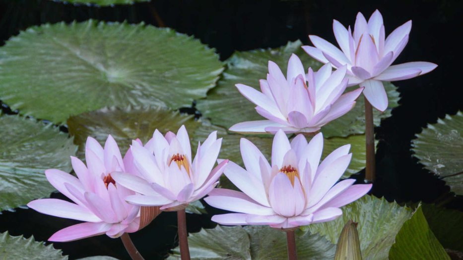 waterlily pads with purple flowers in bloom