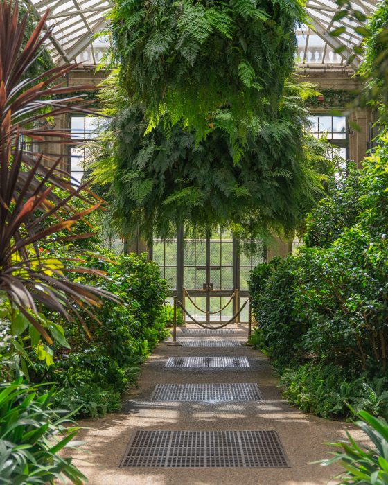 Very large fern hanging baskets hang from a glass ceiling over a stone walkway among green garden beds in a conservatory