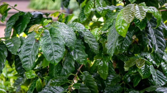 close up of a coffee plant with dark glossy foliage