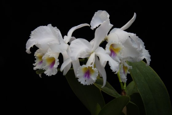 a white orchid with  yellow, blue, and red on the inside of its lips