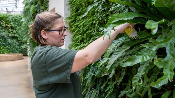 a person sprinkling a container of insects onto a large green leaf on a green wall