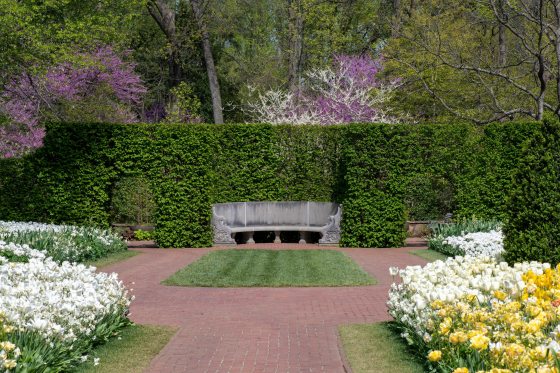 A garden setting with a curved stone bench in the center and blooming white and yellow tulips surrounding it.