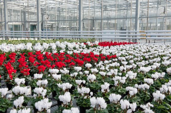 Rows of yellow and red flowers grow in a greenhouse