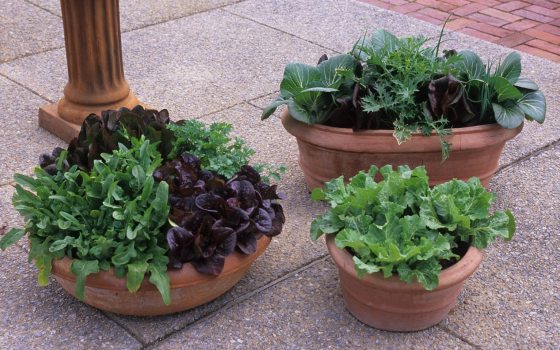 Three terra cotta planters filled with lettuce and herbs.