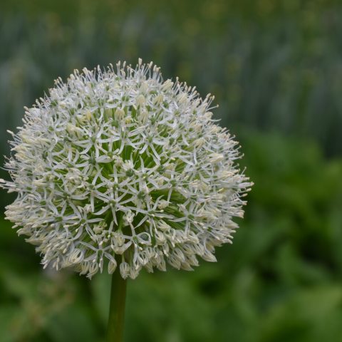 Large globe of tiny white flowers at the end of tall stalk