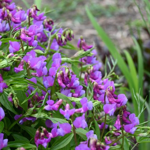 A plant with bright purple and leaves