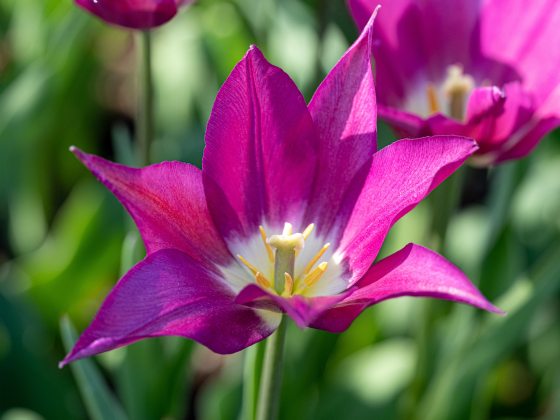 Bright fuchsia colored-tulip with pointed petals