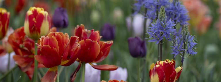 Closeup of bright red and yellow tulips at right front, along with purple blooms at center-left.
